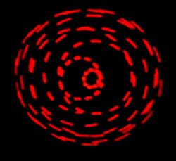 Lazer Crab RED